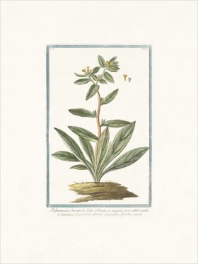 Bonelli 127 Pulmonaria Orientalis