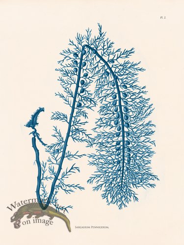 (image for) Oceanie 03