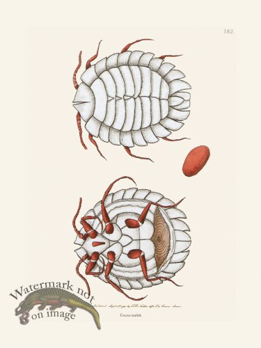 (image for) 182 Coccus Mailed