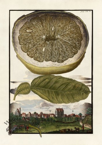 (image for) Volckamer 045