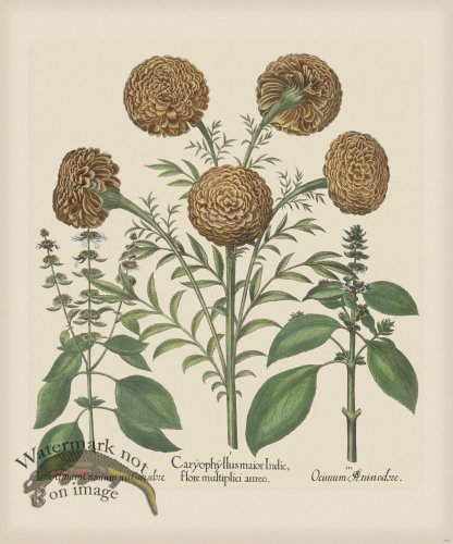 (image for) Besler 306 Colored B2