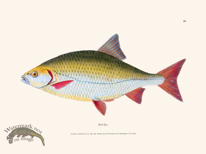 (image for) 096 Red Eye