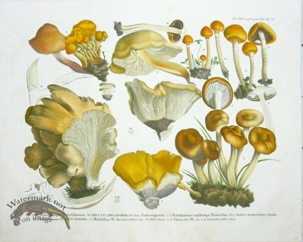 (image for) Mushroom Atlas 12