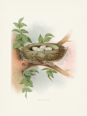 Thomas Gentry Bird 51