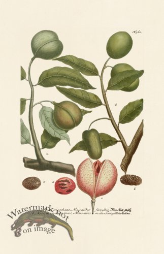 (image for) Weinmann PL 760