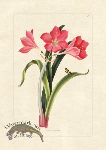 (image for) Edward bury 39