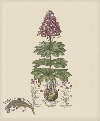 (image for) Besler 182 Colored B2