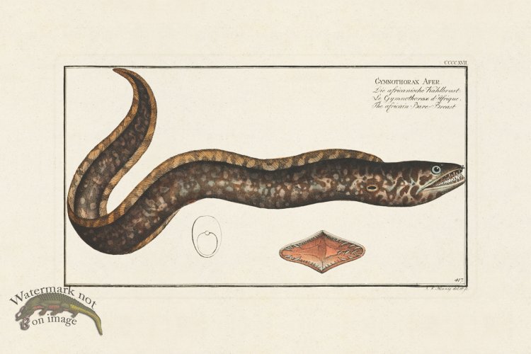 (image for) BLOCH FISH 417