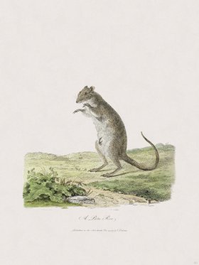 60 New Holland Caffowary