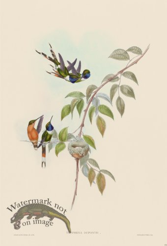 (image for) Gould Hummingbird 158