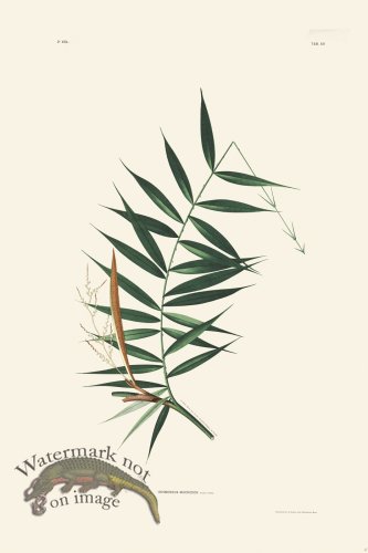 (image for) Rodrigues Palm Front 047