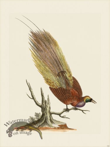 (image for) Edwards 110 Bird of Paradise