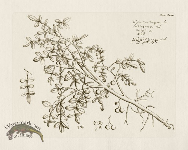 (image for) HORTUS VOL 04 14