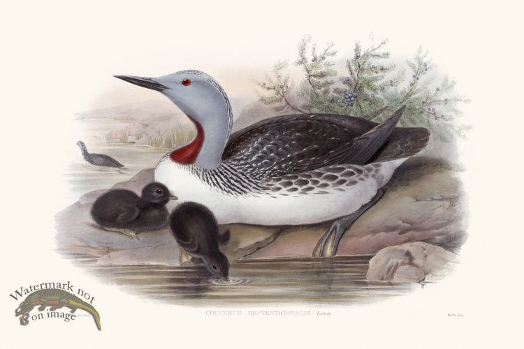(image for) Gould Waterfowl 24