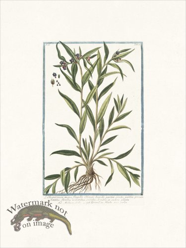 (image for) Bonelli 128 Puccoon