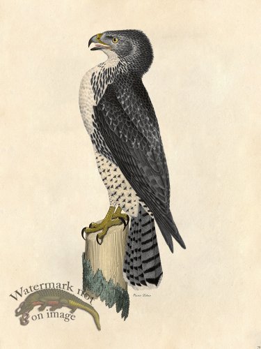 (image for) Prairie Falcon - Tribute Bd 79