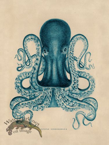 (image for) Octopus Teal 02