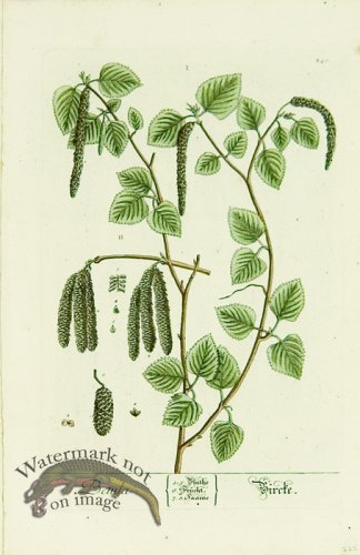 (image for) Blackwell German 232