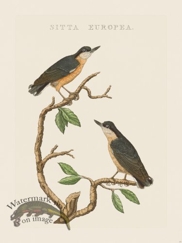 (image for) Nozeman Bird 213