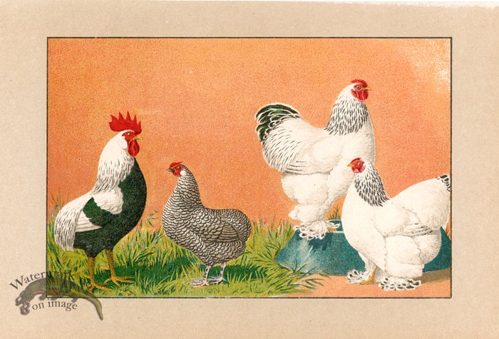 (image for) Chicken 24