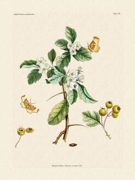 Wilkes Butterflies 105