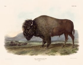 (image for) 056 Bison