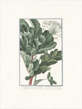 Bonelli 501 Hairy Cow parsnip