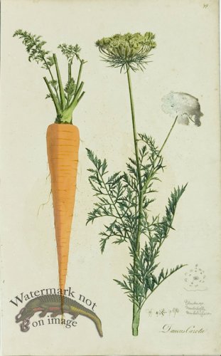 (image for) 1828_Gmp 038