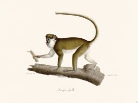 Cuvier 342 Female Ascagne