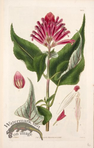 (image for) Cbms_0097