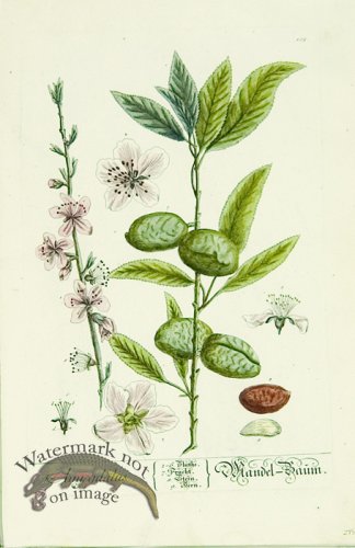 (image for) Blackwell German 193