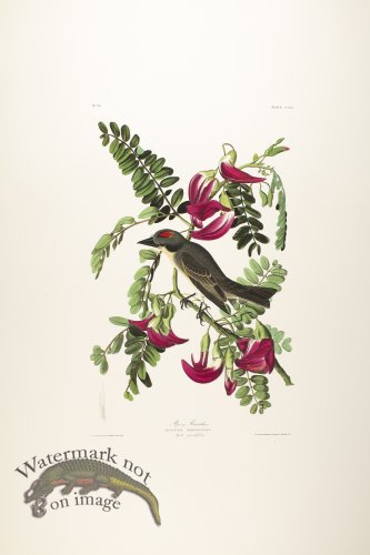 Pipiry Flycatcher
