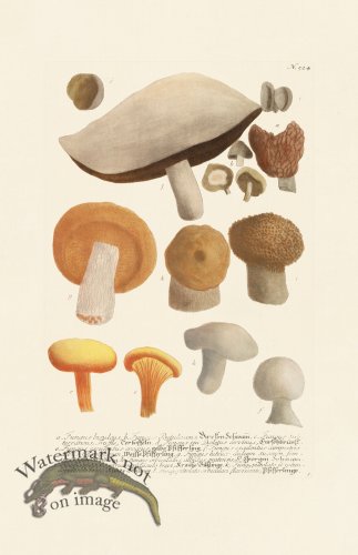 (image for) Weinmann PL 524