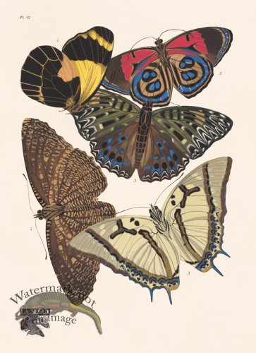 (image for) Seguy Butterfly 12