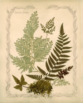 (image for) Jamaican Fern 02