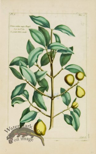 (image for) Buchoz Bot 23