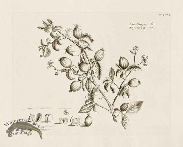 (image for) HORTUS VOL 04 13