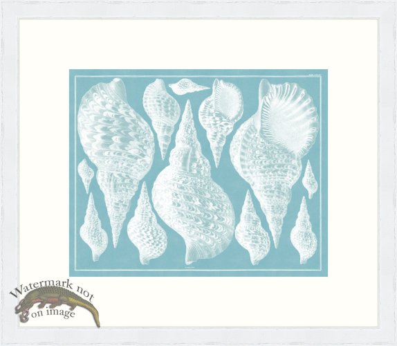 (image for) Seba B2 081 Shells WFBP