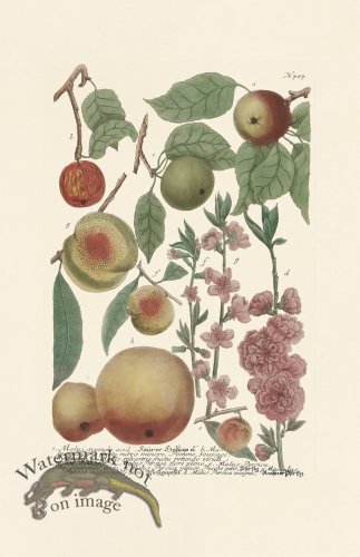 (image for) Weinmann PL 707