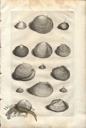 (image for) Rumphius 42