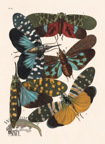 (image for) Seguy Bug 16