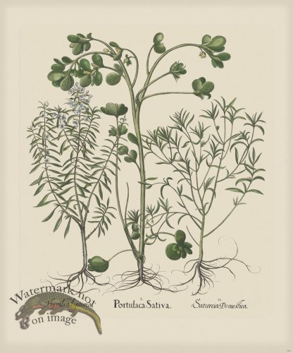 (image for) Besler 286 Colored B2