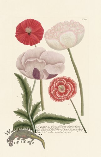 (image for) Weinmann PL 791