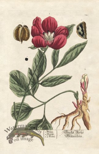 (image for) Blackwell GE 245