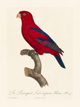 Barraband Parrot 097