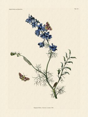 Wilkes Butterflies 050