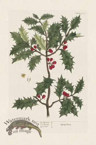 (image for) BEE 205 The Holly-Tree