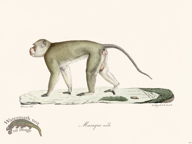 (image for) Cuvier 354 Male Macaque