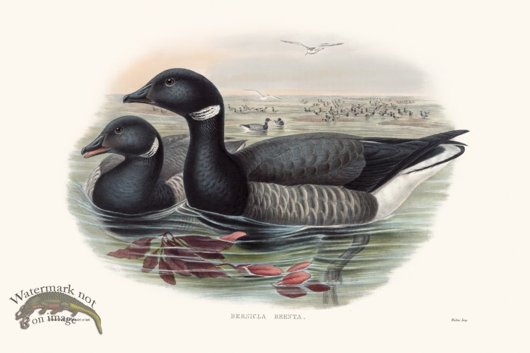 (image for) Gould Waterfowl 36
