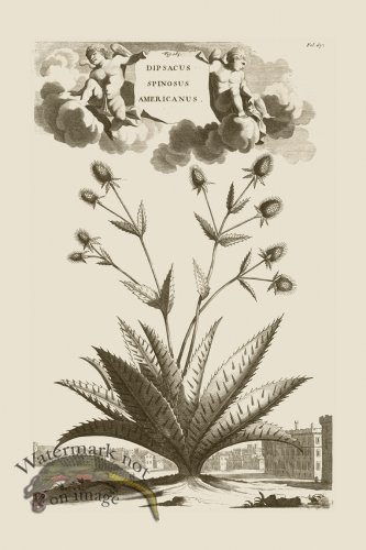 (image for) Abraham Munting 185